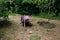 A wheel barrow is on the lawn next to fruit trees, there are a pair of gardening gloves on the ground