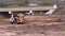 The wheel loader digs and fills the earth . Timelapse