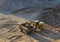 Wheel loader loads sand into heavy mining dump truck at the opencast mining quarry