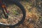 Wheel of a Red Mountain Bike, Bicycle, On the Ground with Pine Needles, Grass and Leaves. Adventure, Cycling, Sport Activities