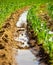 Wheel Track from Automated Pivot Sprinkler with Standing Water in Sorghum Crop