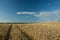 Wheel tracks in a wheat field, horizon and blue sky
