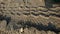 Wheel tread texture on sand after being exposed to rain