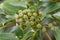 Wheel tree Trochodendron aralioides with green fruit in close-up