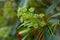 Wheel tree Trochodendron aralioides, yellowish green inflorescence