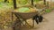 Wheelbarrow with autumn leaves, cleaning tools in park. Full pushcart with fallen leaves, shovel, rake on street in