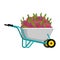 Wheelbarrow and beet. vegetables in garden trolley. big harvest