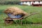 Wheelbarrow with cattle manure