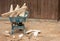 Wheelbarrow filled with old insulation materials and cement with background showing preparation for new concrete work by a home.