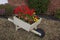 Wheelbarrow flowers. Decorative garden pot with red flowers, gardening