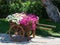 Wheelbarrow flowers garden