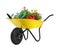 Wheelbarrow with flowers and gardening tools isolated