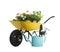 Wheelbarrow with flowers and gardening tools isolated