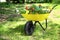 Wheelbarrow with flowers on grass outside, space for text. Gardening