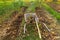 Wheelbarrow with freshly lifted dahlia tubers ready to be washed and prepared for winter storage.