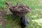 A wheelbarrow full of compost on the green lawn