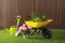 Wheelbarrow, gardening tools and plants on green grass near wood slat wall