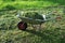 Wheelbarrow on a lawn with fresh grass