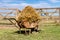 The wheelbarrow loaded with alfalfa in the field