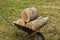 Wheelbarrow loaded with oak stumps