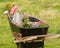 Wheelbarrow loaded with plants, tools and watering can