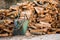 Wheelbarrow and pile of firewood