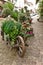 Wheelbarrow with Plants Display at Old Flower Shop