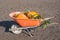 Wheelbarrow of Pumpkins