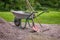 Wheelbarrow with a shovel and rake