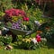 Wheelbarrow and trays with new plants