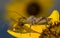 Wheelbug, Arilus cristatus, on a sunflower