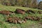 Wheels for old tractors left on the grass