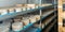 Wheels of sheep cheese on shelves in ripening room of cheese dairy