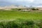 Wheet field at Aichi valley in Ladakh, India