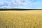 Wheet field harvest crop Estonia