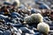 Whelk egg cases washed ashore after spring storms