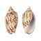Whelk shells isolated on white with clipping path