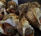 Whelks For Sale At Market In Faro Portugal