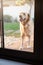 Where is everybody. a golden retriever waiting patiently at a house door.