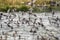 Where`s Waldo - A whole flock of mergansers lift off from a small lake