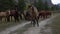 Whild horses grazing pastures in open field next to woods.