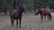 Whild horses grazing pastures in open field next to woods on a sunny day.