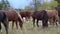 Whild horses grazing pastures in open field next to woods on a sunny day.