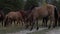 Whild horses grazing pastures in open field next to woods on a sunny day.