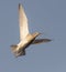 Whimbrel