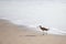 Whimbrel on the Beach