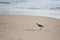 Whimbrel on the Beach