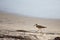 Whimbrel on the Beach