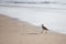 Whimbrel on the Beach