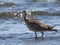 Whimbrel Bird on the beach, Costa Rica